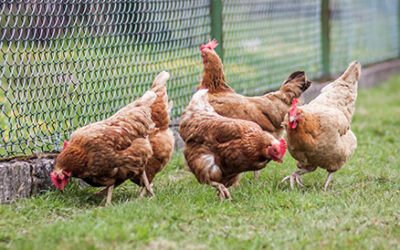Motion de soutien à la filière avicole face à l’épidémie de grippe aviaire sur le territoire de Mauges Communauté