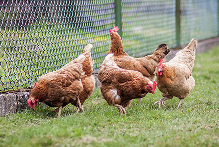 Motion de soutien à la filière avicole face à l’épidémie de grippe aviaire sur le territoire de Mauges Communauté