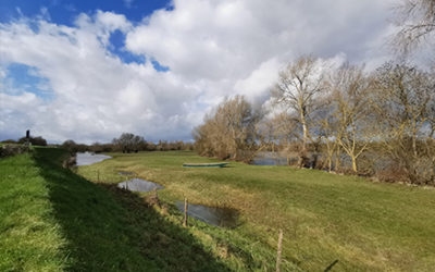 Inventaires faune-flore sur la digue de Mauges-sur-Loire
