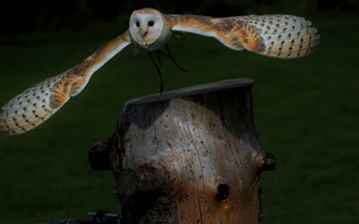Rallumons les étoiles dans les Mauges !